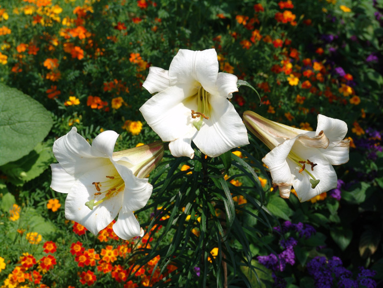 Blumenarrangement