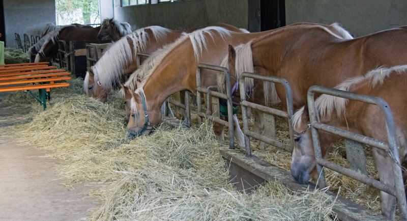 Stall Pferdehof Fellmann 