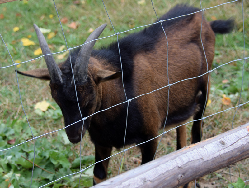 Ziegenbock bei dem Vogtsbauernhof