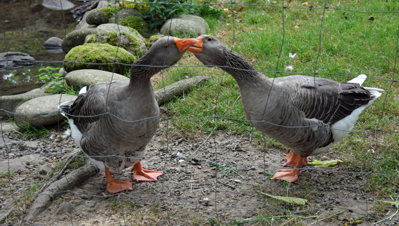 Gnse im Freilichtmuseum