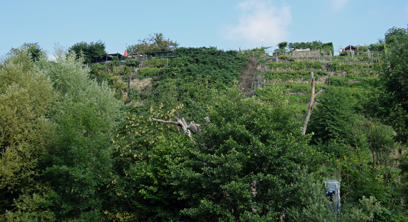 Auf dem Schiff durch die Weinberge